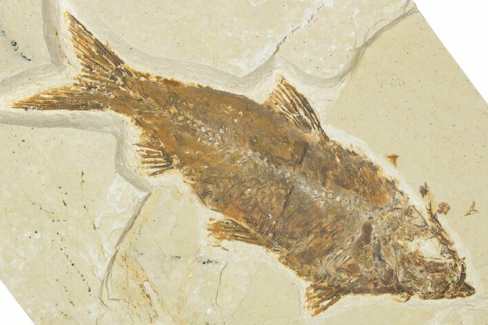 Detailed Fossil Fish (Knightia) - Wyoming #354079